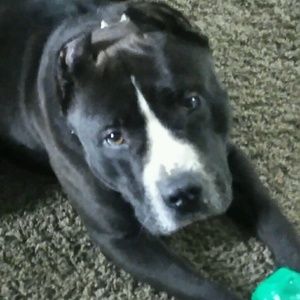 Meet your Posher, Timothy